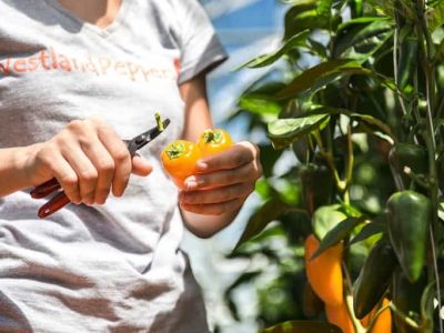 Greenhouse Westlandpeppers