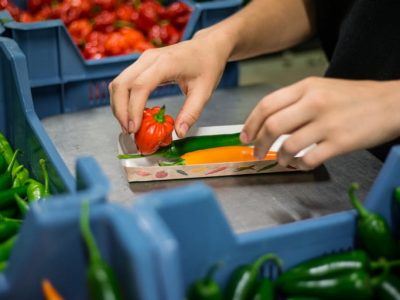 Packing chillies Westlandpeppers