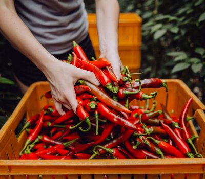 about-us_westlandpeppers-1 about-us_westlandpeppers-1